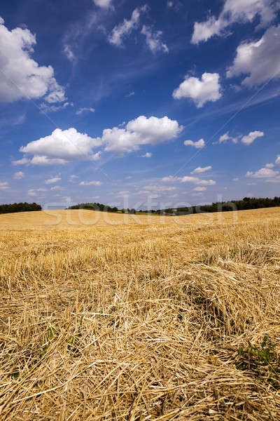slanted wheat   Stock photo © avq