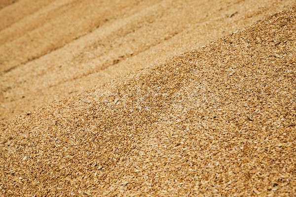 Сток-фото: зерна · пшеницы · пшеницы · природы · промышленности · фермы