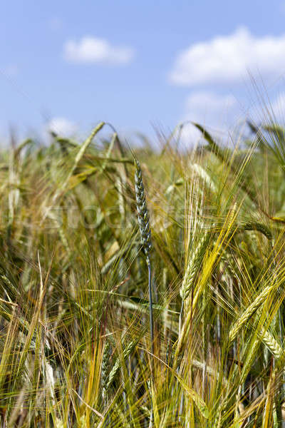 Stock photo: ears of rye  