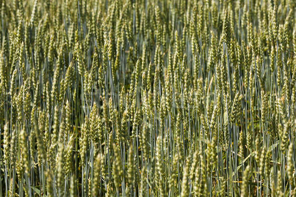 [[stock_photo]]: Blé · oreilles · immature · coup · nature