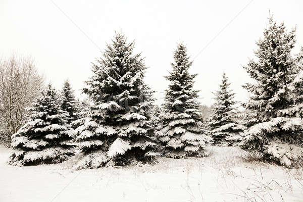 fir-tree in the winter   Stock photo © avq