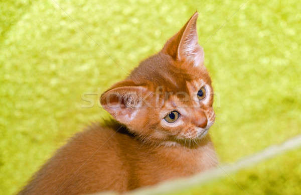 Foto stock: Gatito · pequeño · bebé · naturaleza · gato