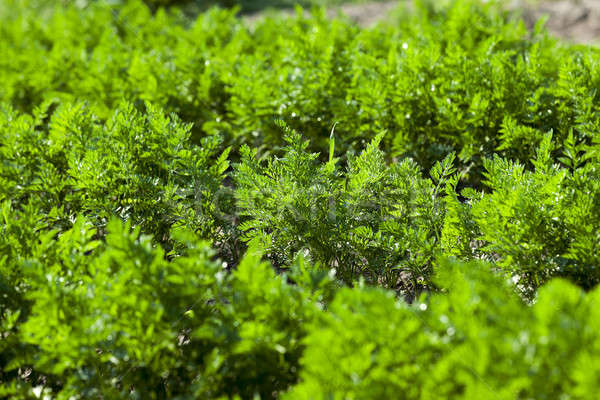 Field with carrot Stock photo © avq