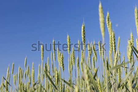 immature grass sky Stock photo © avq