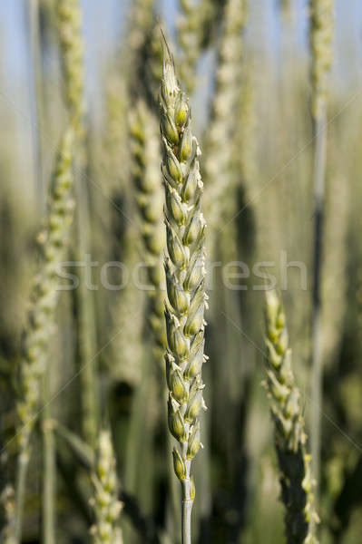 immature grass sky Stock photo © avq