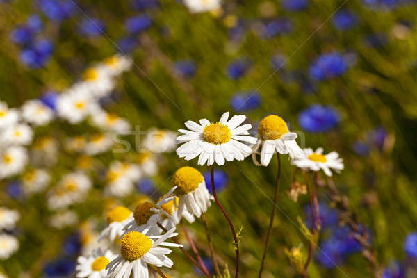 Stock photo: camomiles  