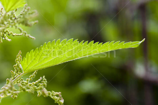 nettle plant   Stock photo © avq