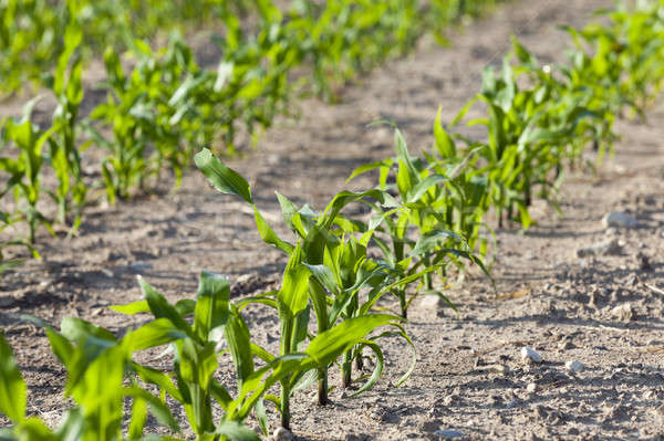 Mező kukorica mezőgazdasági növekvő fiatal zöld Stock fotó © avq