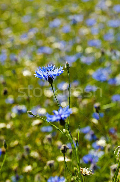Chaber kwiaty kwiat rozwój dziedzinie Zdjęcia stock © avq
