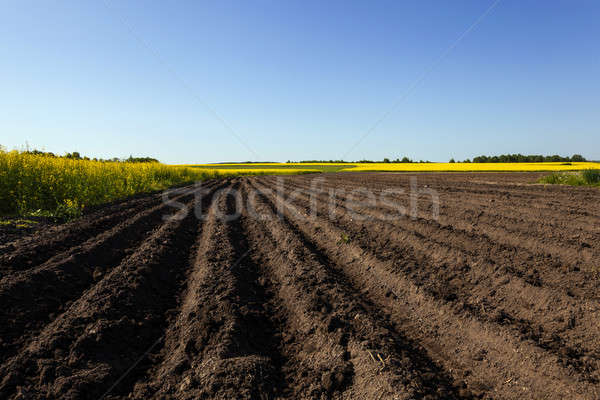 plowed field   Stock photo © avq
