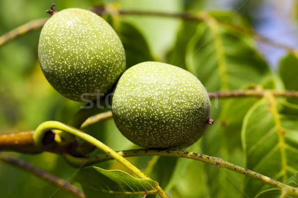 Stock photo: unripe green walnuts