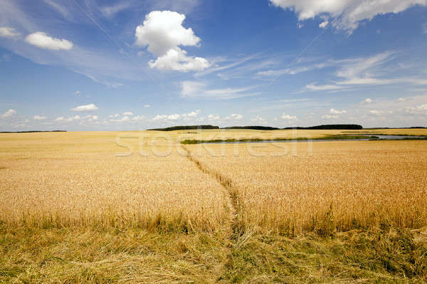 footpath in the field   Stock photo © avq