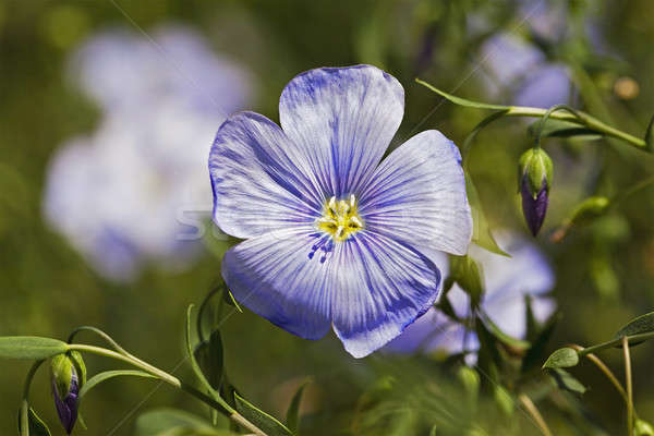 flax flower   Stock photo © avq