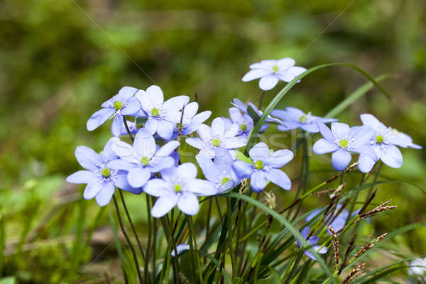 spring flowers   Stock photo © avq