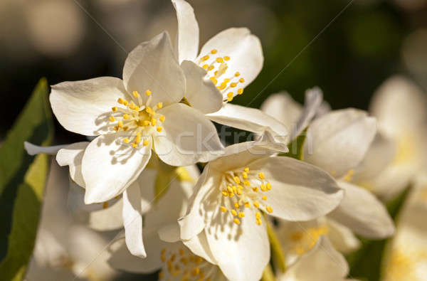 jasmine flower  Stock photo © avq