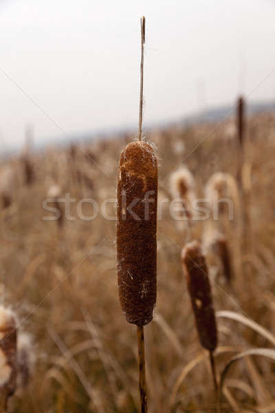   stems of cattail   Stock photo © avq