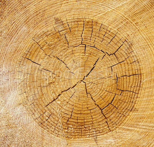 Cięcia drzewo starych tekstury drewna Zdjęcia stock © avq