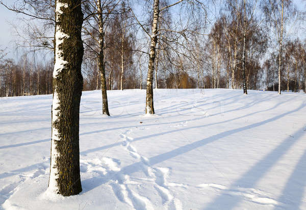 Berk bosje winter voetafdrukken sneeuw man Stockfoto © avq