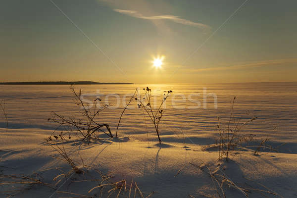 winter field   Stock photo © avq