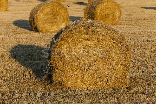 straw stack   Stock photo © avq