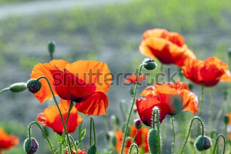 blooming red poppies Stock photo © avq