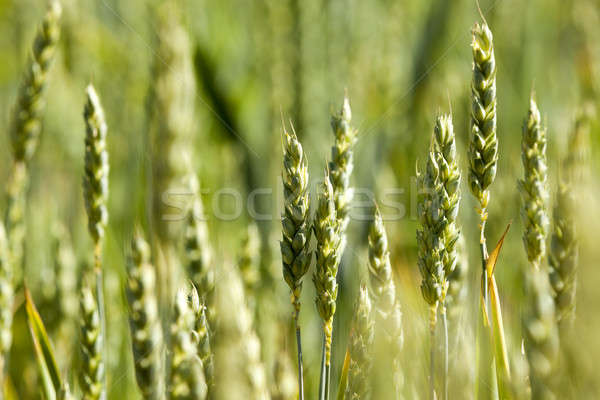 unripe ears of wheat Stock photo © avq