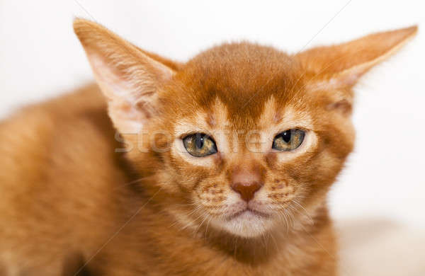 Stockfoto: Kitten · weinig · baby · natuur · kat