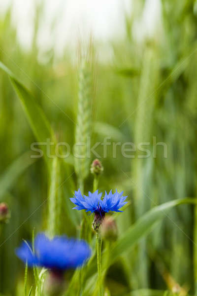Kwiaty mały słońce charakter niebieski Zdjęcia stock © avq