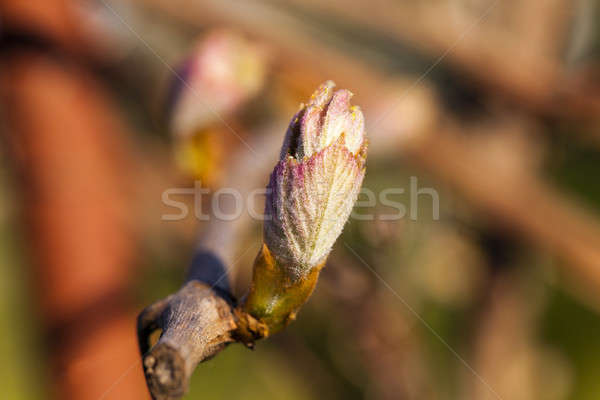 Uvas primeiro folhas crescido primavera Foto stock © avq