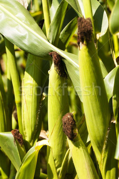 Mature corn   Stock photo © avq