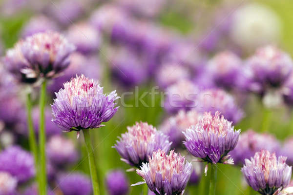 garlic flower  Stock photo © avq