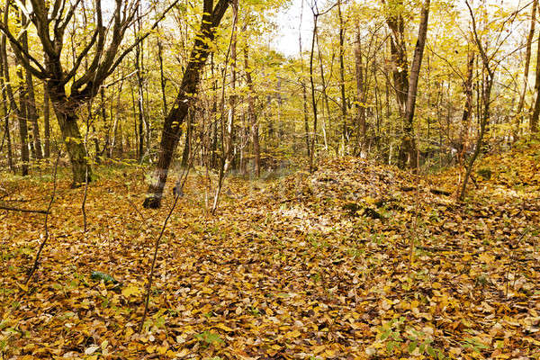 Сток-фото: осень · древесины · деревья · растущий
