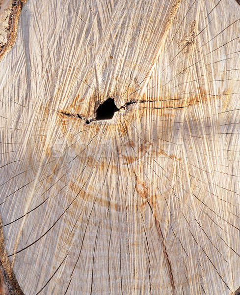 Baum Holz Natur orange Anlage Stock foto © avq