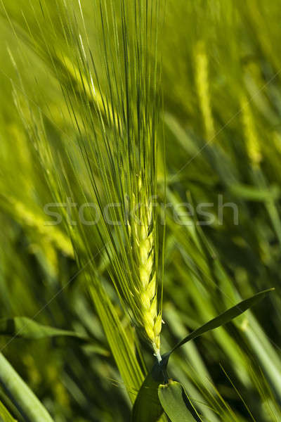 злаки уха зерновых весны области Сток-фото © avq