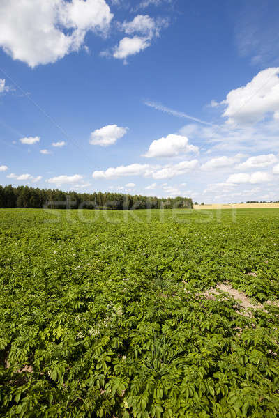 Stok fotoğraf: Patates · alan · tarım · büyümek · yukarı · patates