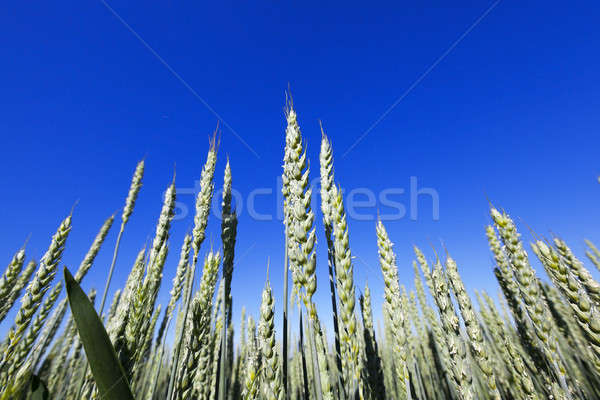Agrícola campo trigo primer plano inmaduro verde Foto stock © avq