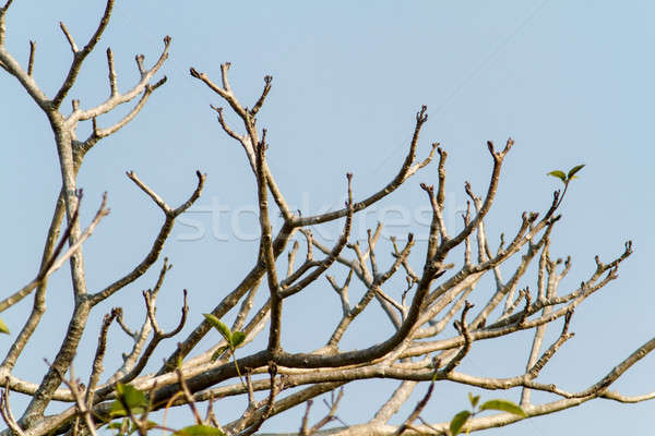 Dead Branch blue sky 4 Stock photo © azamshah72