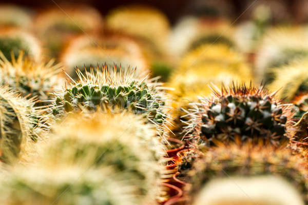 Kaktusz vásár különböző szín forma méret Stock fotó © azamshah72