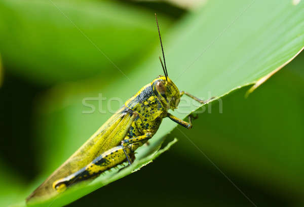 Grasshopper on Eaten Leaf Stock photo © azamshah72