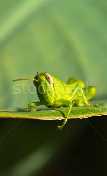 [[stock_photo]]: Jeunes · sauterelle · vue · feuille · verte · lumineuses