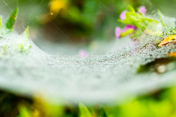 Teia da aranha condensação manhã abstrato projeto beleza Foto stock © azamshah72