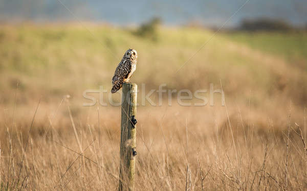 Wild Owl in Nature Stock photo © Backyard-Photography
