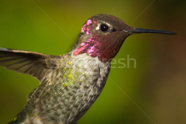 Stock photo: Anna's Hummingbird in Flight