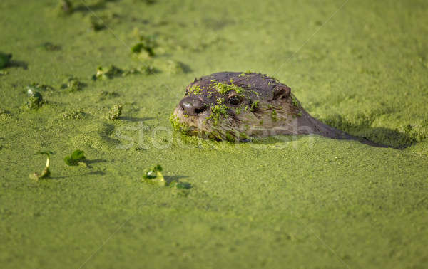 River Otter Swimming in Green Mossy Water Stock photo © Backyard-Photography