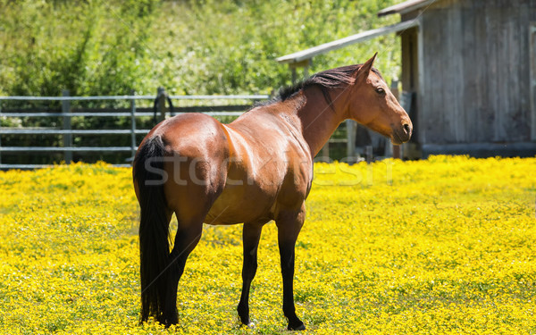 馬 ファーム 北方 カラー画像 自然 背景 ストックフォト © Backyard-Photography