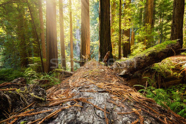 Fallen Redwood Tree in Northern California Forest Stock photo © Backyard-Photography