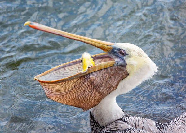 A Pelican Eating a Fish for Lunch Stock photo © Backyard-Photography