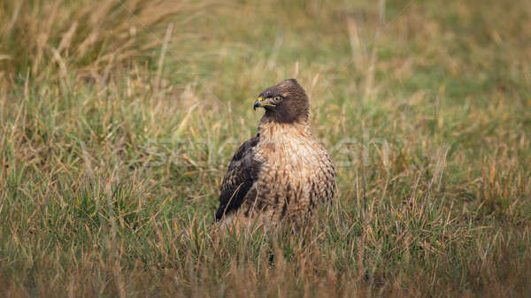Wild Hawk in Nature Stock photo © Backyard-Photography