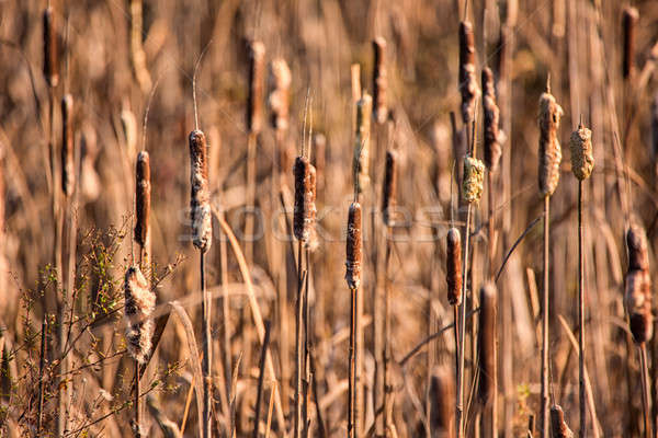 Cattails at a Marsh Stock photo © Backyard-Photography