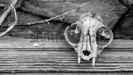 Dier schedel venster oude schuur hemel Stockfoto © Backyard-Photography